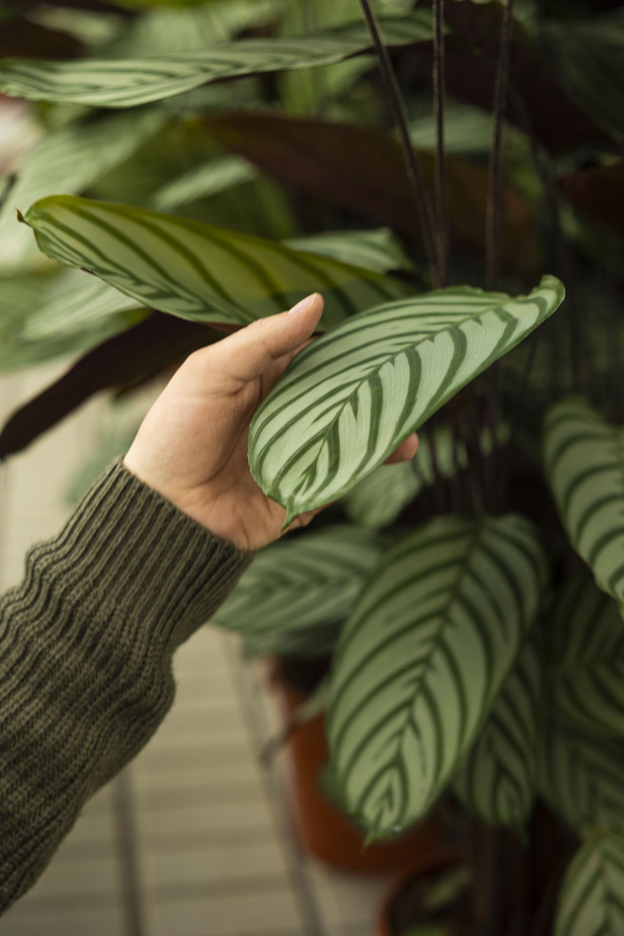 shipping plants