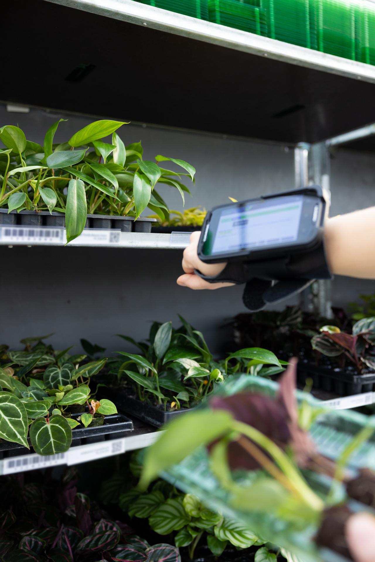 e commerce packaging for plants
